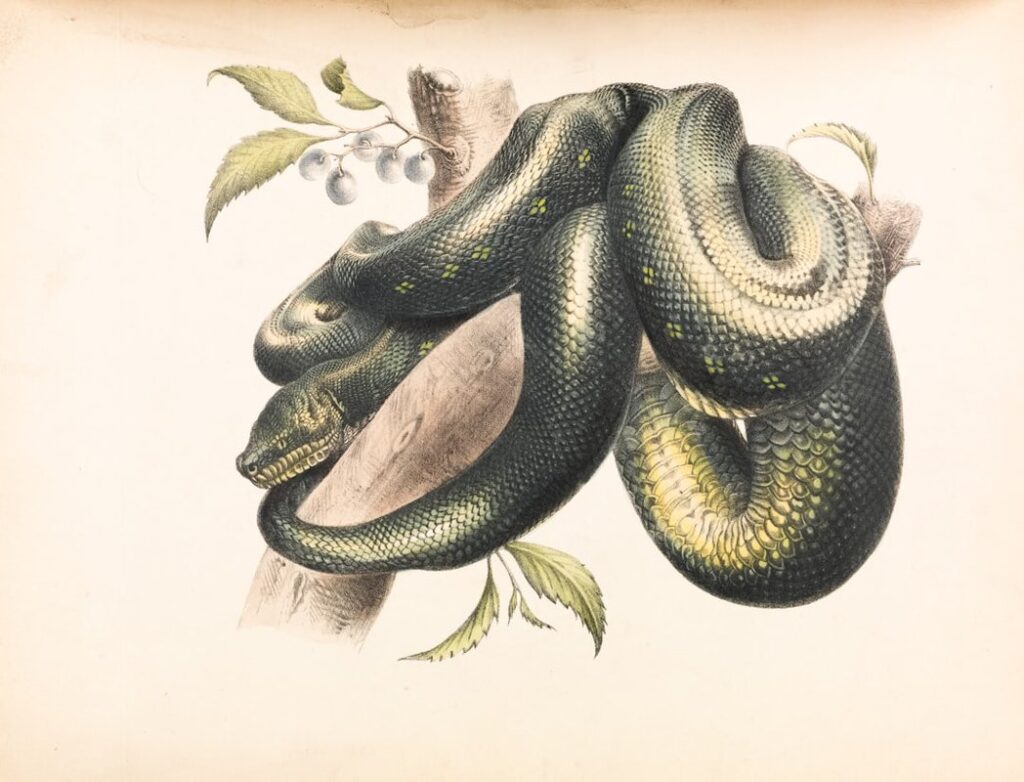 Complete Guide to Write About Python Language And Its 10 Plys Library